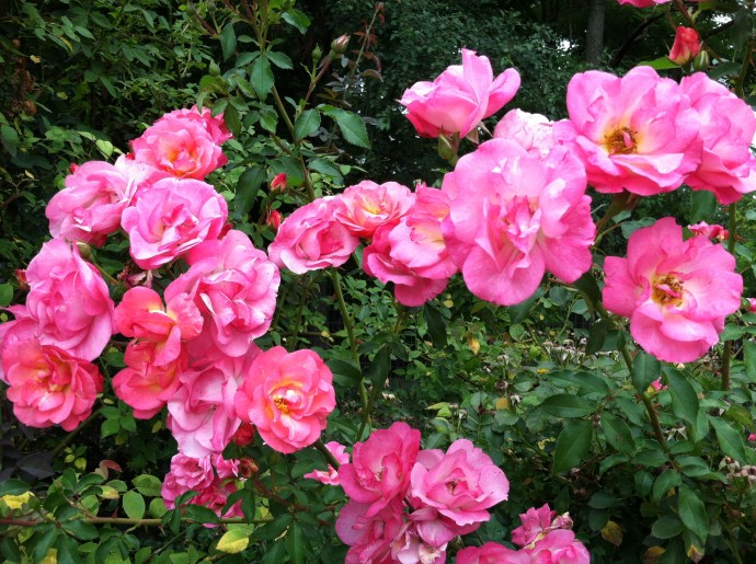 Roses enough for everyone