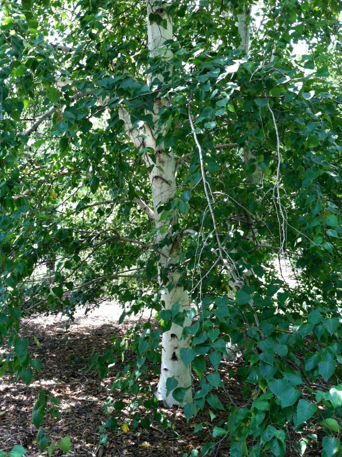 The Birch
