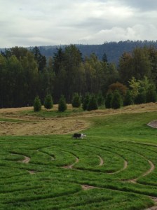The Contemplative Cat